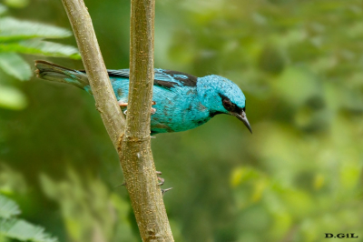 SAÌ AZUL (Dacnis cayana)